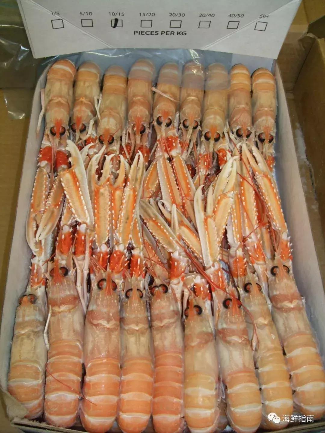 海鳌虾极品刺身,新西兰最好吃的海鳌虾