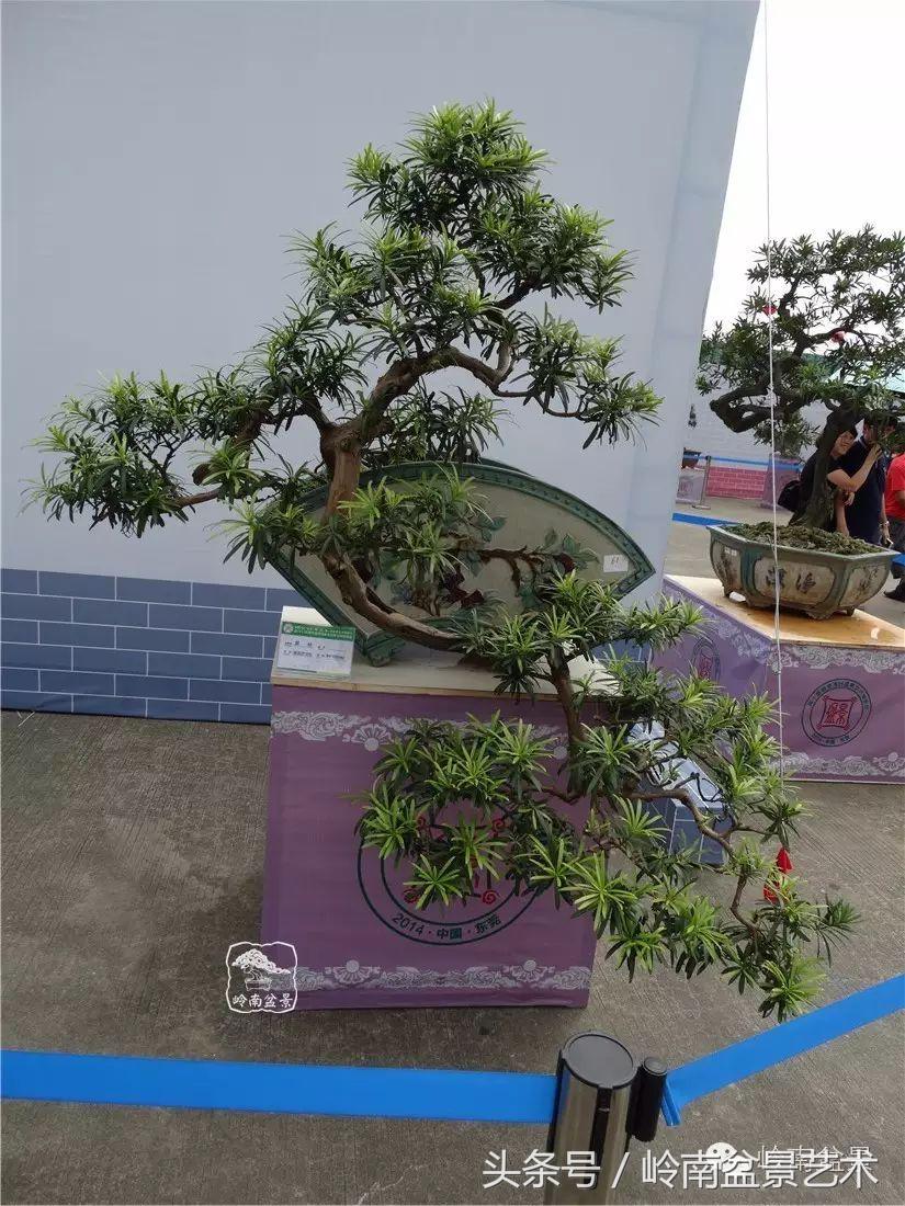 招财好运盆景,罗汉松开运招财