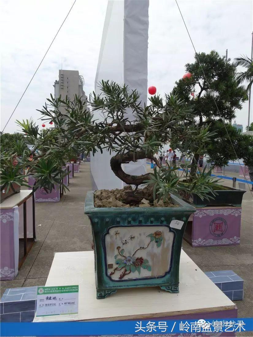 招财好运盆景,罗汉松开运招财