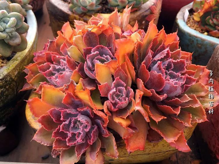 视觉盛宴美不胜收美图,视觉盛宴每个画面都美极了