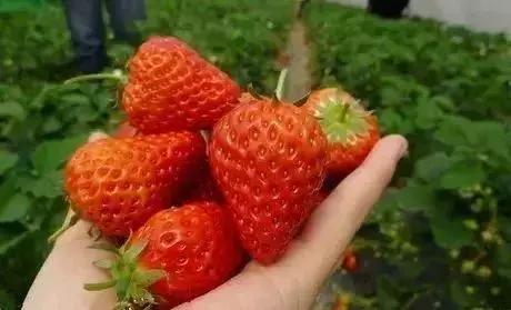 魔都温泉摘草莓,魔都温泉一日游攻略