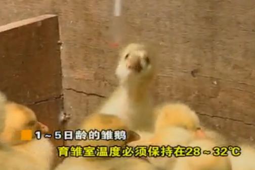 养殖投资小见效快项目,最省钱的养殖新模式