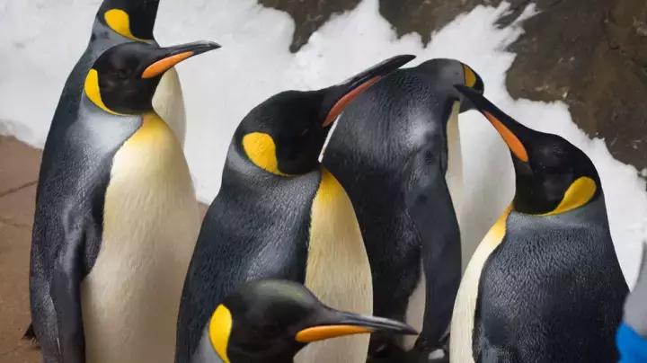 迪拜上天下海冲沙攻略,迪拜沙漠冲沙一日游