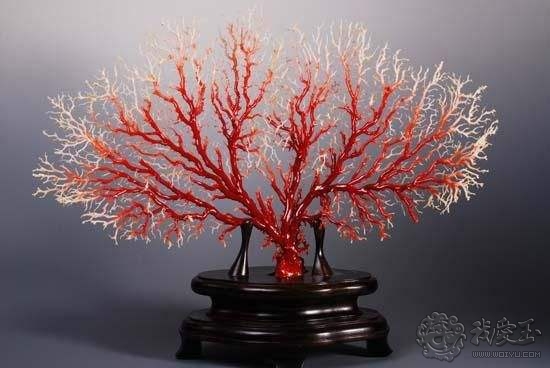 什么样的珊瑚是最好的,最好看的十种珊瑚