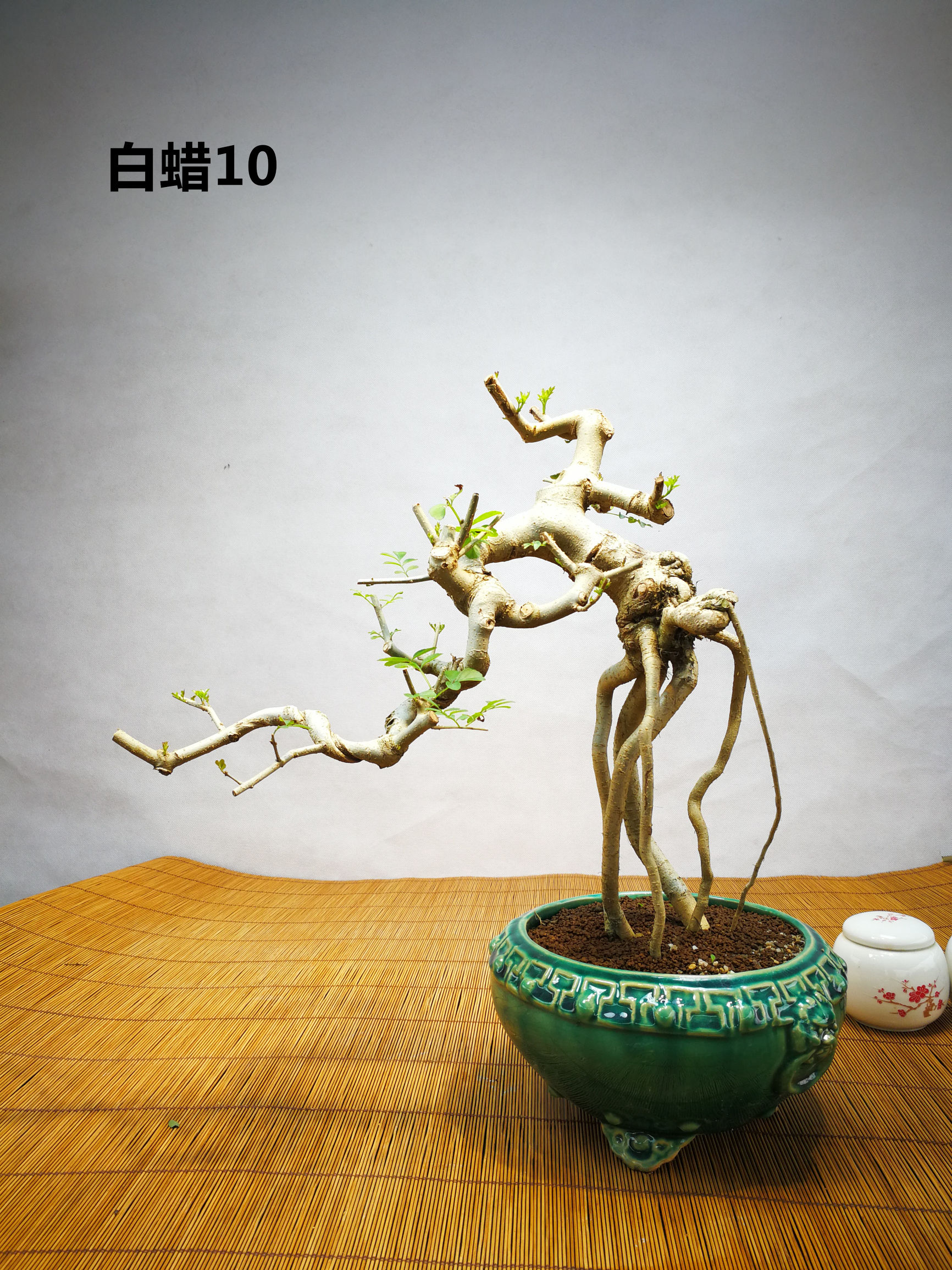 白蜡提根抱石盆景,高提根对节白蜡盆景