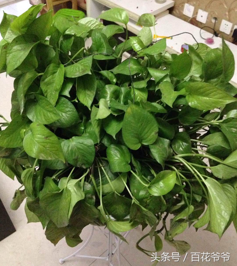 绿萝叶片发黑怎么补救,水养绿萝叶子尖发黑枯萎像烧焦