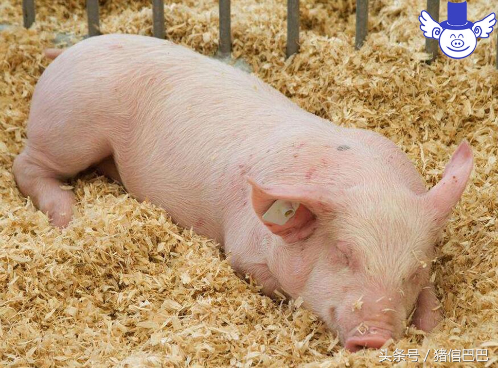 猪异食癖有可能是什么病,猪异食是怎么回事