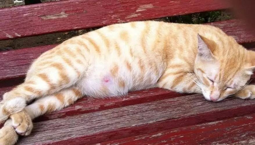 导致猫咪流产的食物有哪些,导致猫咪流产的药物