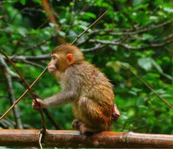 昆明坐火车绿皮去西双版纳,昆明坐高铁去西双版纳沿途风景