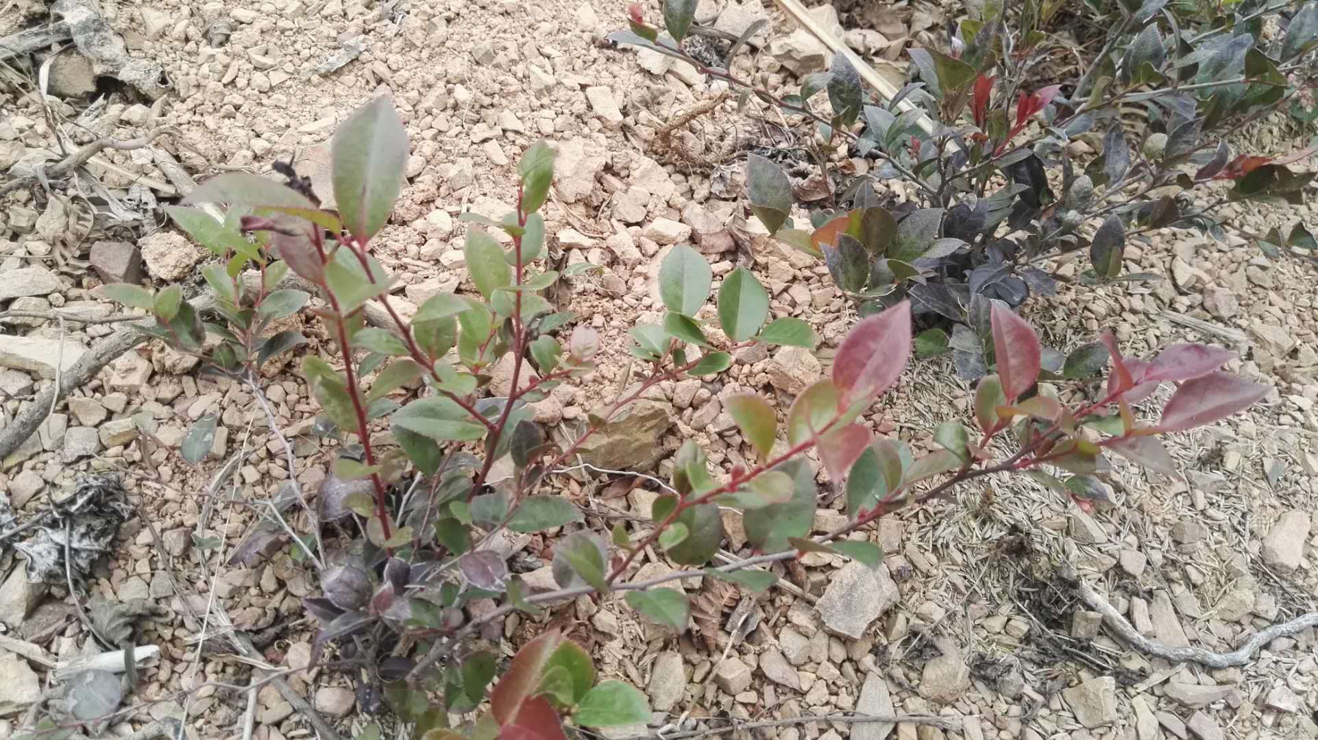 黑发最有效的中草药,黑发效果最好草药