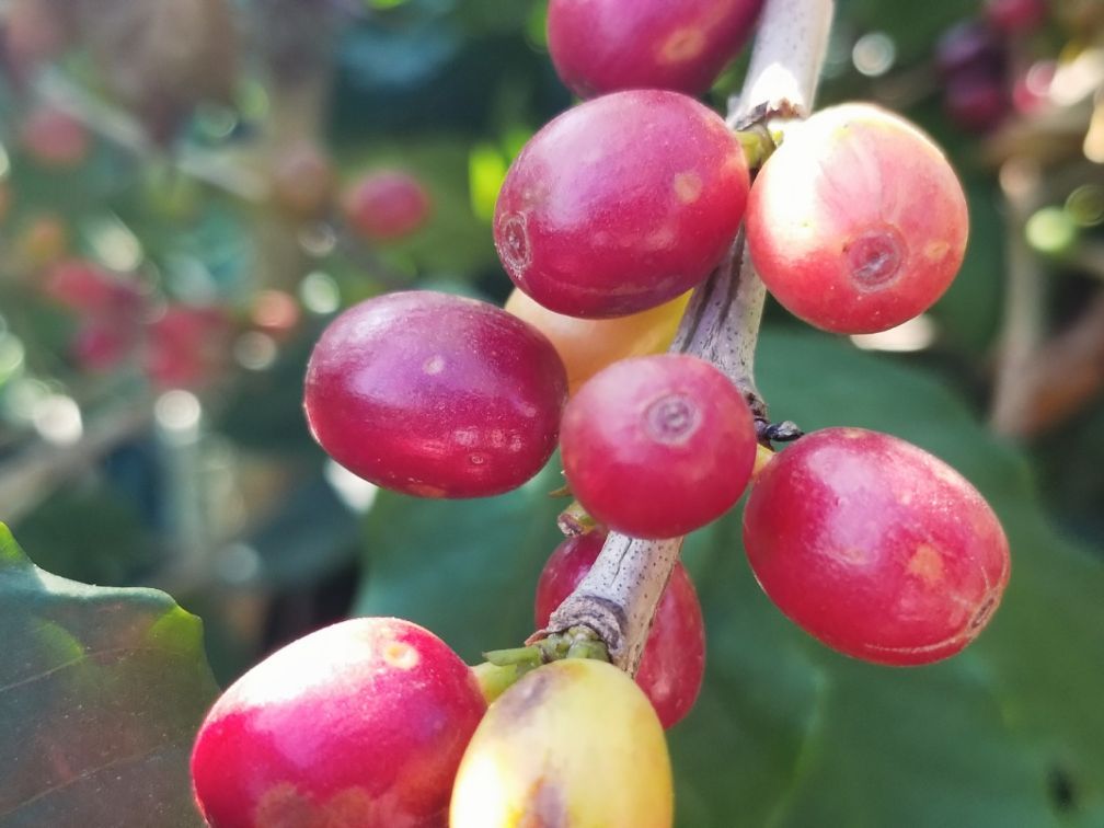 去云南适合买什么茶,云南最有名的咖啡在哪里