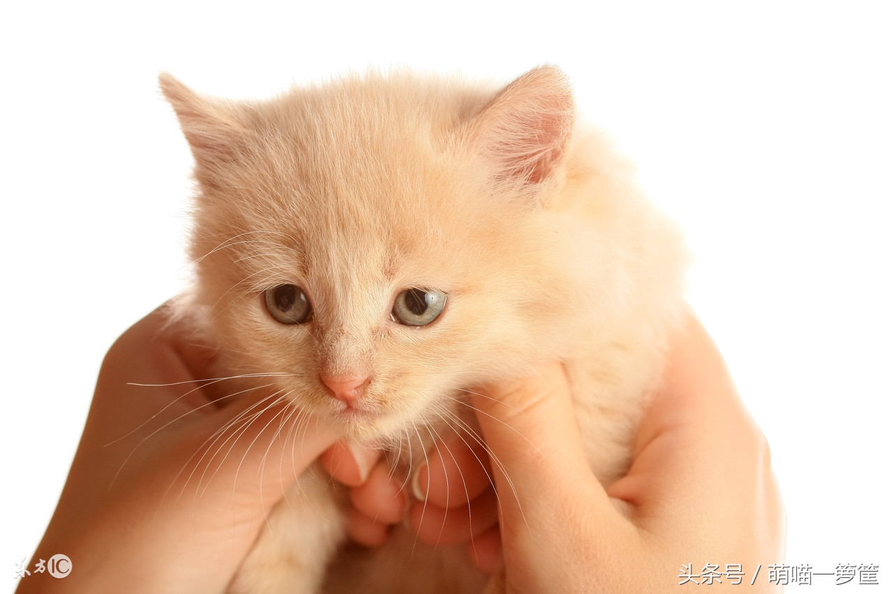 猫咪又拉又尿怎么办,猫咪绝育后还是总尿床屡教不改