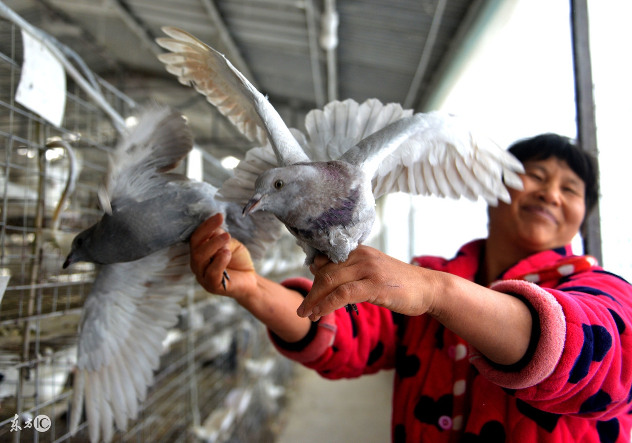 鸽子的正确养鸽方法,养鸽还应该注意什么