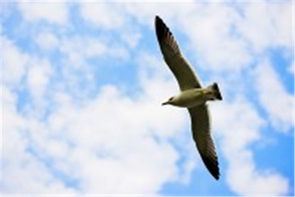 春天的古诗大全100首二年级,小学二年级下册古诗必背70首