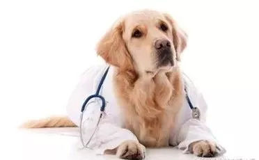 狗狗养护知识大全集,日常护理狗狗皮肤不瘙痒