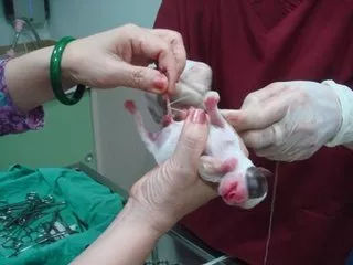 关于狗狗日常护理的视频,狗狗护理驱虫全套