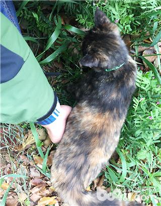 猫传腹腹水怎么吸收,猫腹水治好要多少钱