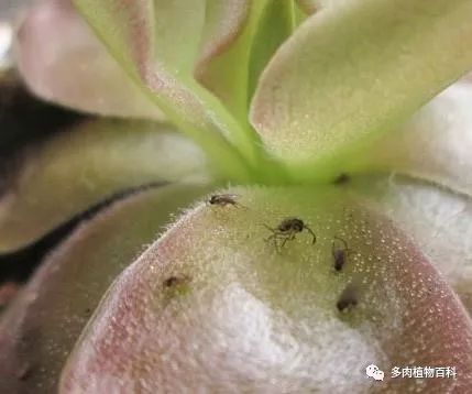 多肉土里长小黑虫子怎么办,多肉小黑飞用什么药