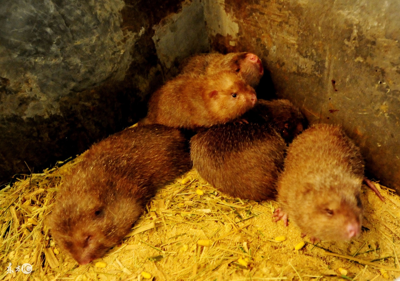 养竹鼠一年能收入多少,养殖竹鼠一年可以赚多少