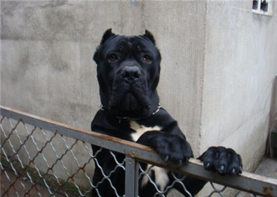 怎么分辨卡斯罗纯不纯,河南哪家犬舍有纯种卡斯罗犬