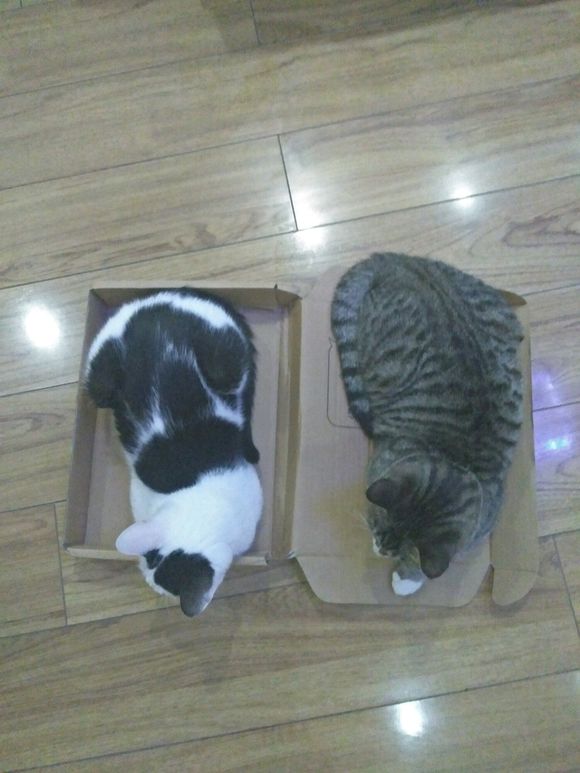 去花鸟市场100买下猫,在花鸟市场购买中华田园猫幼崽