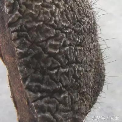 翡翠原石老料子,翡翠原石老皮壳是什么意思