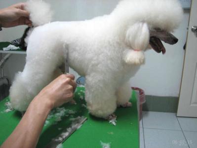 开个宠物店赚不赚钱,开个宠物店的利润