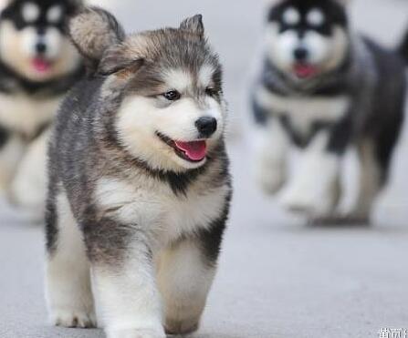 怎么挑选阿拉斯加幼崽,阿拉斯加犬灰桃幼犬如何挑选