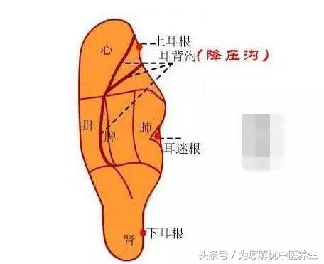 针刺降压法,降压最快的针刺放血穴位