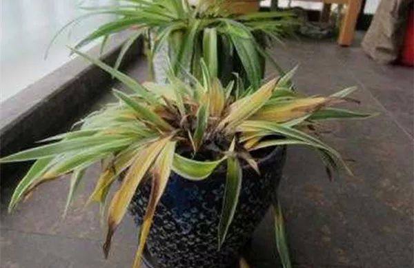 家里的植物叶子发黄怎么回事,叶子发黄的原因与处理方法