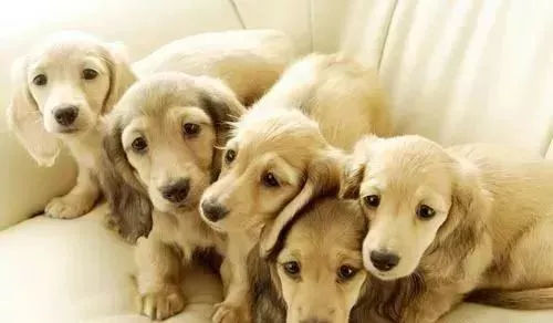 关于狗狗日常护理的视频,狗狗护理驱虫全套