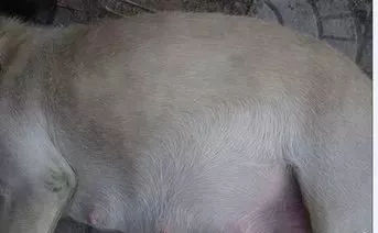 狗狗养护知识大全集,日常护理狗狗皮肤不瘙痒