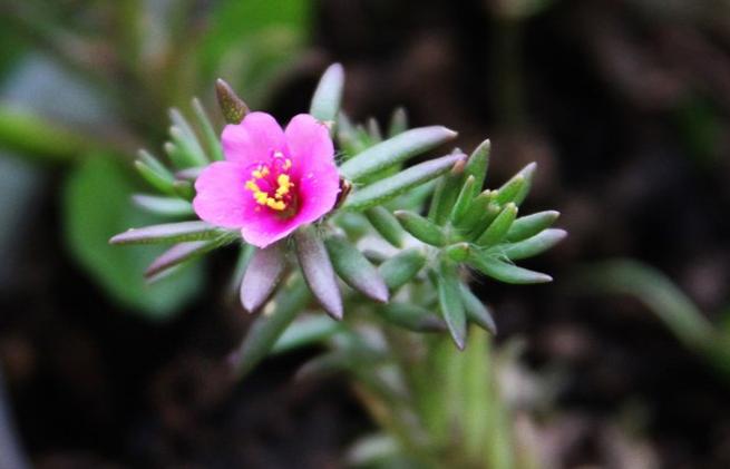 马齿苋在花盆怎么种,花盆怎么种马齿苋