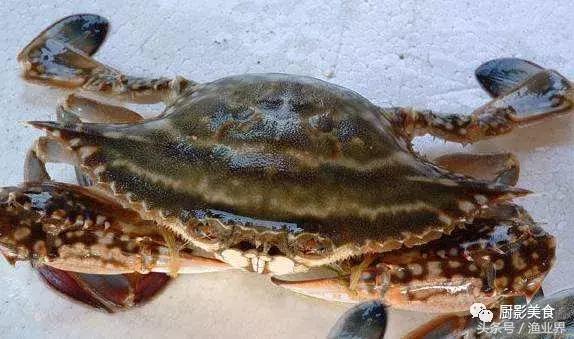 中国的螃蟹,螃蟹大赏的图片