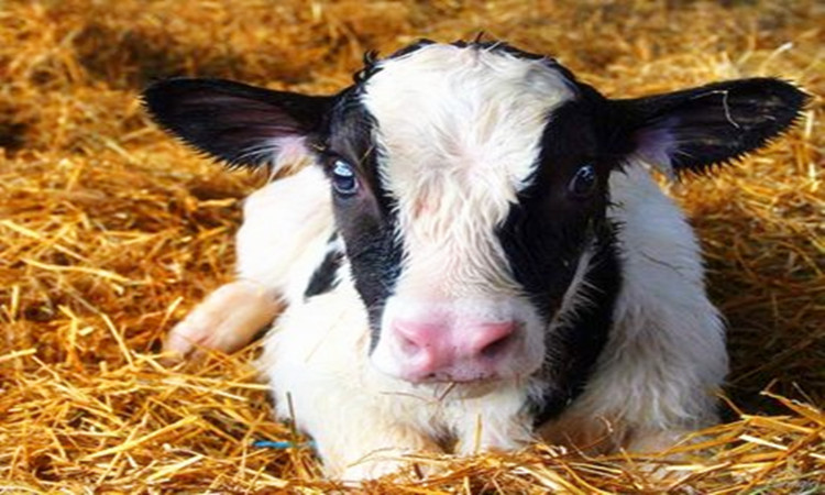 哺乳期的犊牛为什么拉绿色粪便,犊牛腹泻发病率死亡率