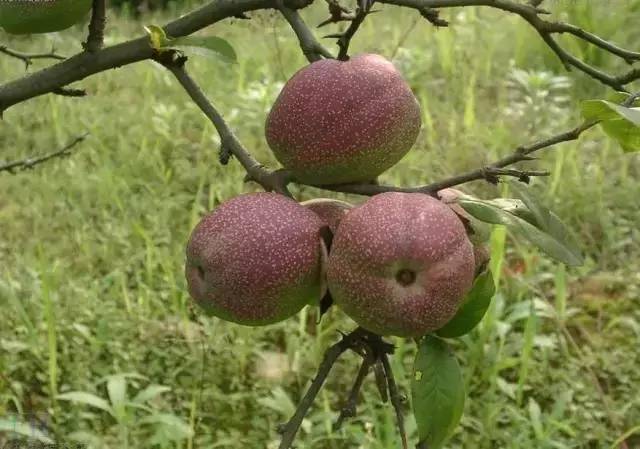 有哪些农业致富好项目值得推荐,农业种植致富项目100例