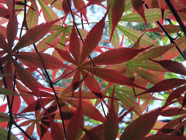 奥林巴斯tg-7运动相机怎样,奥林巴斯tg850拍照