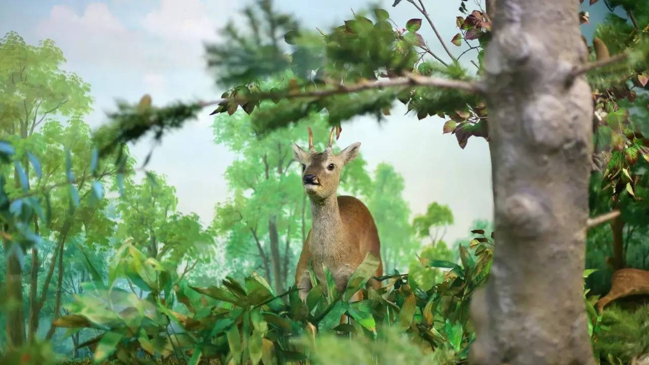 全过程记录,揭秘廉价济州岛跟团游背后的真相