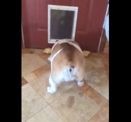 可爱法国斗牛犬,斗牛犬为什么咬东西不松口