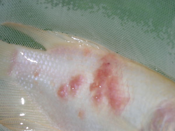 怎样饲养招财鱼不会生病,招财鱼太厉害怎么办