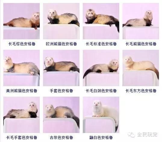 养一只貂的成本,家里可以养貂吗