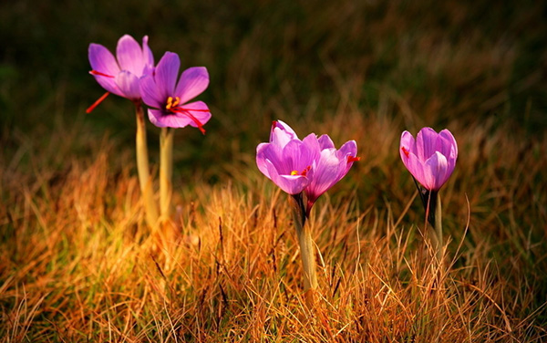 月经病调理经验,紧张害怕焦虑恐惧中医怎么调理