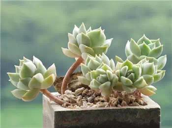 红梅多肉悬崖桩老桩,多肉老桩怎么养