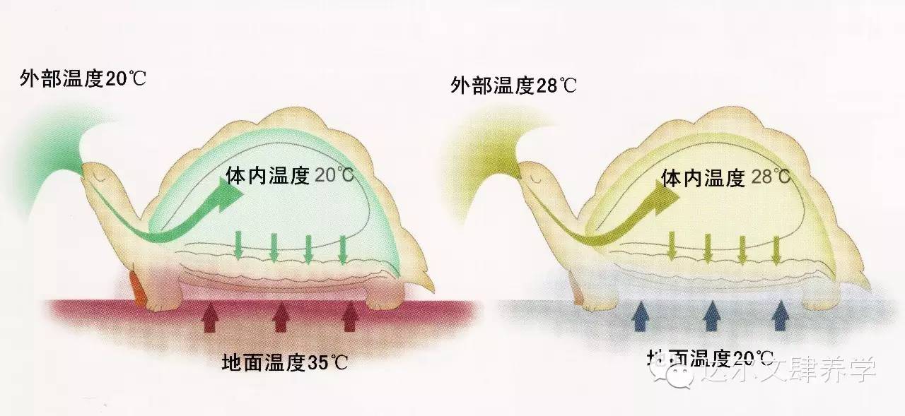 达尔文的象龟,达尔文进化岛最终进化形态