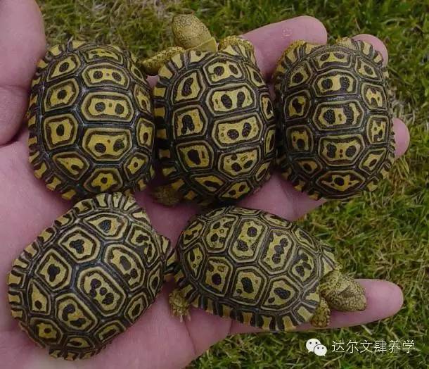 达尔文的象龟,达尔文进化岛最终进化形态