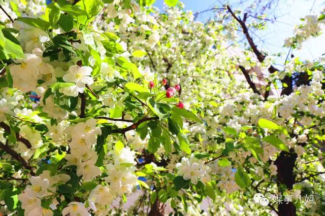 包钢三中真的要改名吗,包钢三中整体成绩怎么样