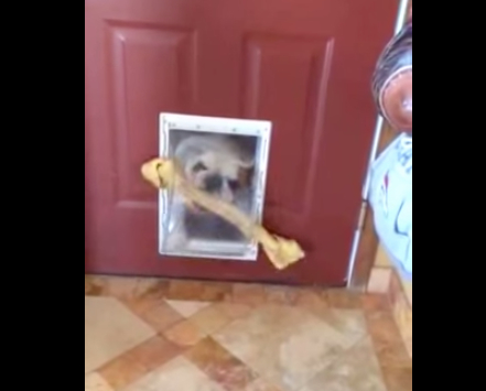 可爱法国斗牛犬,斗牛犬为什么咬东西不松口