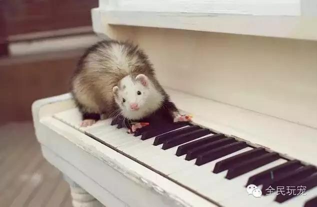 养一只貂的成本,家里可以养貂吗