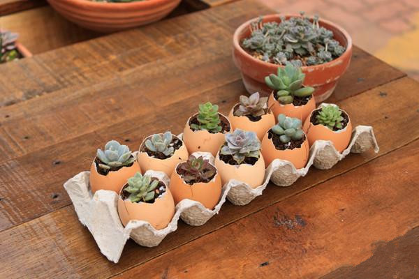 用鸡蛋壳这样养花1年不用施肥,鸡蛋壳别再扔了这样做比肉还好吃