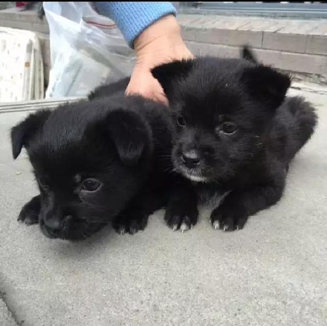 上海领养猫公益,上海领养狗狗店